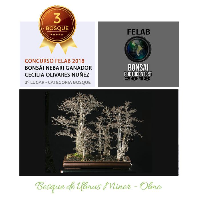 NUESTRO BONSÁI PREMIADO