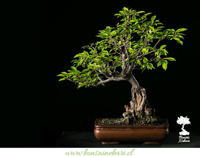 FORMACIÓN DE UN BONSÁI MANZANO