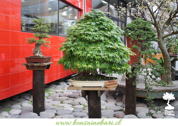 EXPOSICIÓN PERMANENTE DE BONSÁI NEBARI