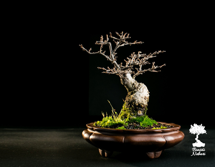 CARACTERÍSTICAS DE UN BUEN BONSÁI