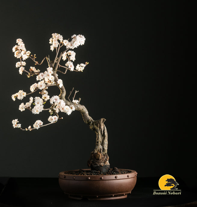 CULTIVO Y CUIDADO DEL BONSÁI : EL LUGAR