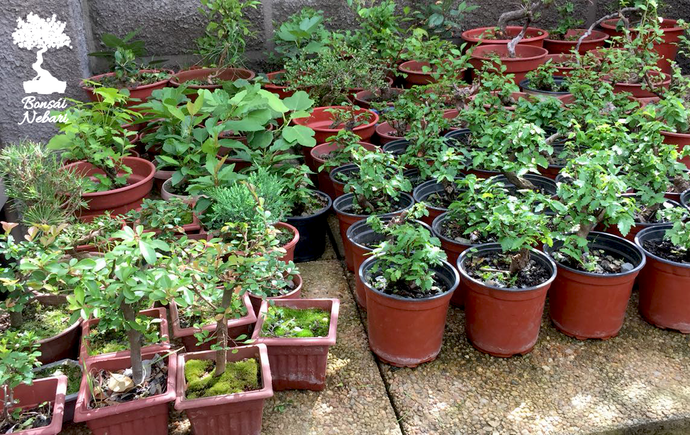 EL PRE- BONSAI Y SU DRENAJE