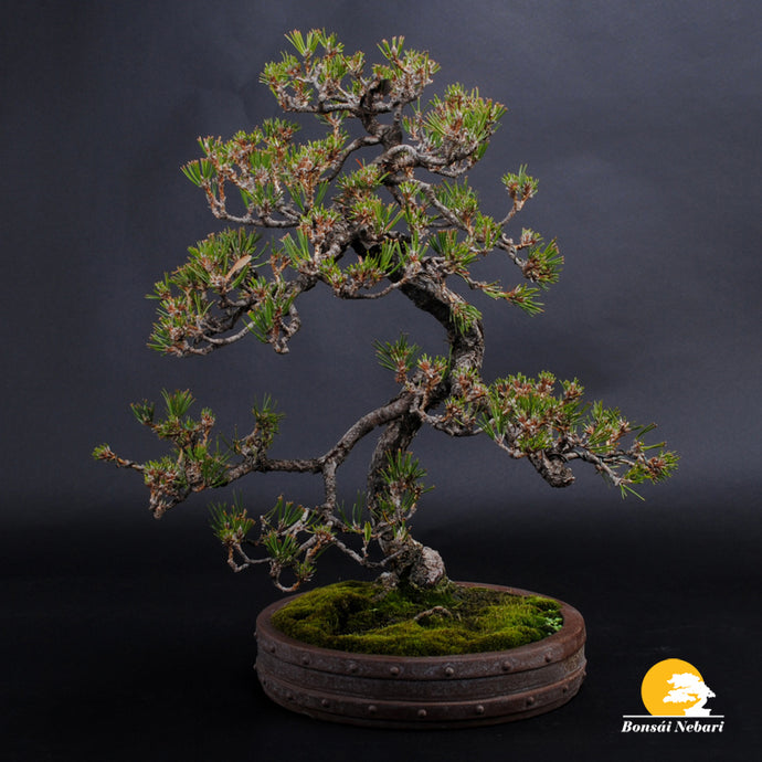 EL RIEGO DE LOS BONSÁIS