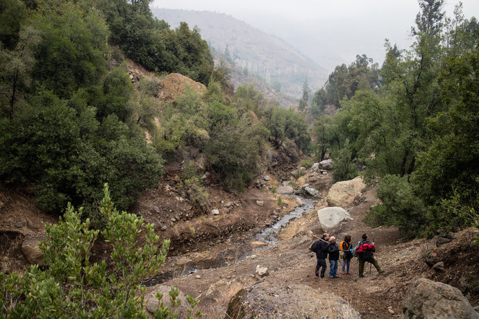 BONSÁI NEBARI DE ‪YAMADORI‬